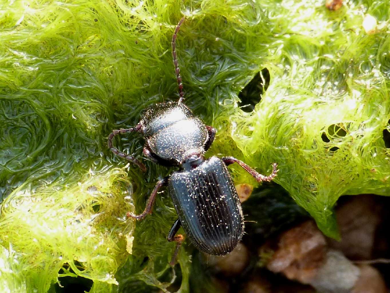 Piccoli Ditomus sphaerocephalus lungo il fiume